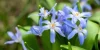 longest-flowering-bulbs-300x169