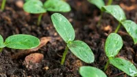 new-seedlings-400x272